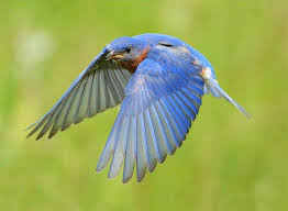 Birds Blooms Magazine Review 45 Best Spring Bird Photos Ever Birds Spring Birds Bird Photo