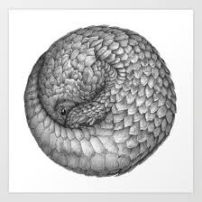 Pangolin Ballpoint Pen Drawing Pangolin Art Pangolin Owl Posters