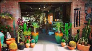 Dallas, tx 75231 calloway's nursery is an incredible business that provides quality plants and excellent customer service. Home Ruibals