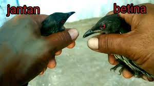 Ciri fisik burung derkuku jantan. Burung Cucak Keling Jantan Dan Betina Youtube