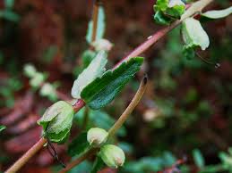 Image result for Hedbergia