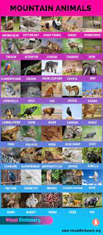 Mountain Animals Big List Of 115 Names Of Animals Live In The High Mountains Visual Dictionary Animals Pet Names Bear Species