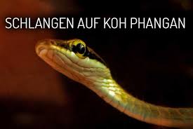 Die giftigste schlange der welt ist der inlandtaipan in australien. Schlangen In Phangan Giftige Schlangen My Koh Phangan