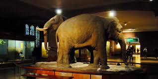 Museo De Historia Natural De Nueva York Un Imprescindible En Tu Viaje