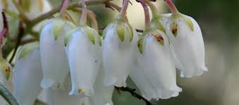Maybe you would like to learn more about one of these? 5 Blooming Shrubs For Your Atlanta Landscape Garden