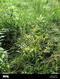 Image result for Flaveria bidentis