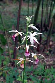 Image result for Phaius