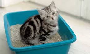 How often should a cat go to toilet? Cat Poo How To Deal With Cat Toilet Problems