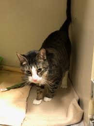 A startled cat is dynamic and in motion. Zucchini Is A 4 Year Old Wet Food Aficionado Pet Of The Week Local News Lancasteronline Com