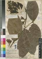 Image result for Sherbournia bignoniiflora