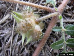 Image result for Tribulus terrestris