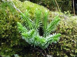 Image result for Huperzia gnidioides