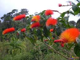 Image result for Combretum microphyllum