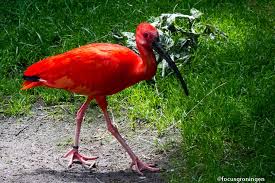 Als 'advocaat van de natuur en spreekbuis van het milieu' maakt vroege vogels zich al meer dan 40 jaar hard voor een groener nederland. Rode Ibis Focusgroningenfocusgroningen