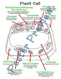 plant cell organelles 16x20 anchor chart