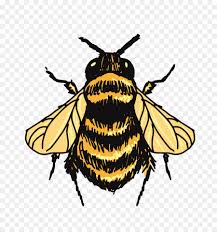 Download 133 bumblebee cliparts for free. Butterfly Drawing Png Download 936 996 Free Transparent Bumblebee Png Download Cleanpng Kisspng