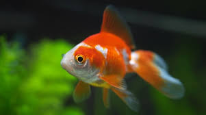 Mimpi ikan hidup di darat. Apa Impian Ikan Mas Dalam Mimpi Akuarium Mimpi Goldfish Apa
