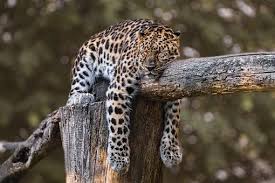 Pixabay De Ucretsiz Goruntuler Hayvanat Bahcesi Jaguar Hayvan 2020 Hayvan Pars Kedisi Jaguar