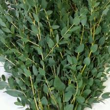 Passiflorasas Italian Flowers Export Italian Ruscus