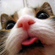 Happy Tongue Out Tuesday Pawsitivelyhappy Tot Cat Cats Catsagram Catstagram Instagood Kitten Kitty Kittens Pet Pets Cats Cat Website Animals