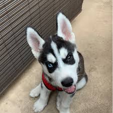 Once you select a pet, there is a contact box to communicate with our adoption specialist if you need specific information on that particular. Adopt A Siberian Husky Puppy Near Phoenix Az Get Your Pet