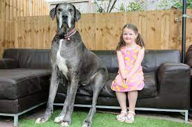 De plus c'est le chien qui à la machoire la plus puissante au monde ! Freddy Le Plus Grand Chien Au Monde Mesure Plus De 2 M Et Pourrait Maintenant Etre Le Plus Vieux Dogue Allemand Au Monde Chien Epoch Times