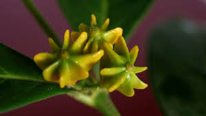 Image result for Pyrostria