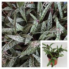 Image result for Ledebouria