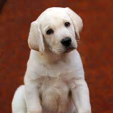 Next day pets® employs stringent verification checkpoints to ensure our puppy listings are safe and secure. Golden Retriever Puppies Ethical Breeders New York