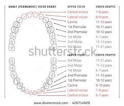 credible diagram of teeth numbers dental chart wisdom tooth