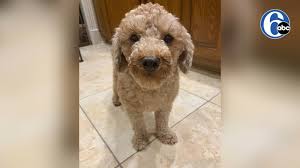Maybe you would like to learn more about one of these? How One Paralyzed Dog Walked Its Way From Puppy Mill To New Owner 6abc Philadelphia