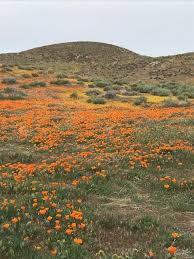 Maybe you would like to learn more about one of these? Antelope Valley California Poppy Reserve Bewertungen Facebook