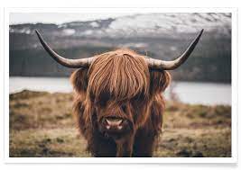 Highland Cow Photograph Poster Juniqe