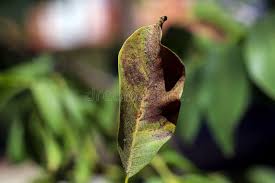 Image result for Walnut blight