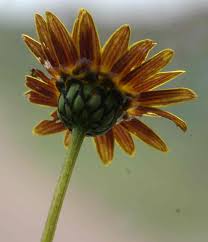 Image result for Ursinia montana