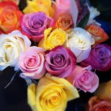 We did not find results for: Alessandra Zecchini On Instagram Rose A Milano Roses In Milan Italy Italia Travel Flower Colors Rose Beautiful Flowers Flowers