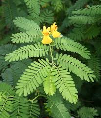 Image result for Chamaecrista biensis