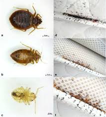 Image result for Cimex Lectularius L