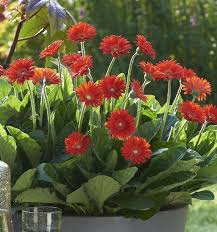 Image result for Gerbera
