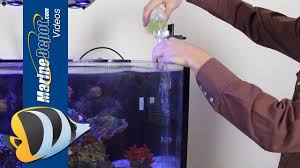 How To Introduce Copepods Into Your Reef Aquarium Acuarios