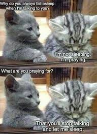 Special Pray Cute Funny Animals Funny Cat Memes Funny Animal Jokes