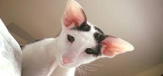 Oriental shorthair kittens for sale grand champion blood lines registered. Meet Dobby Cat The World S Cutest House Elf Catster
