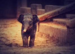 We did not find results for: Elephant Baby Zoo Park Cute Animals Elephants Elephantidae Elephant In Zoo Small Elephant Digital Art By Artspace