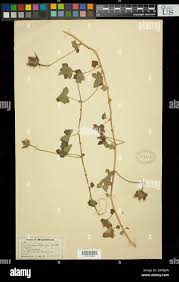 Image result for Hibiscus schinzii