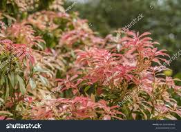 Image result for Pieris japonský obrázek