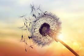 Goodbye Regrets Why You Should Stop Wanting To Turn Back Time Dandelion Dandelion Flower Photographic Print