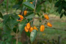 Image result for Connarus