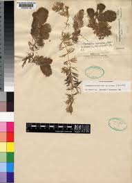 Image result for Ceratophyllum muricatum