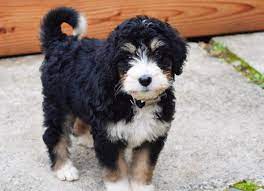 Tri Color Bernedoodle Puppy Half Bernese Mountain Dog Half Standard Poodle Bernedoodle Mini Bernedoodle Puppies