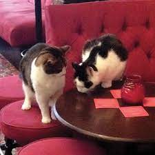 Cat Tourism Finding Pints And Pussycats In Pubs In England Catster Cats Kittens Cutest Cat S